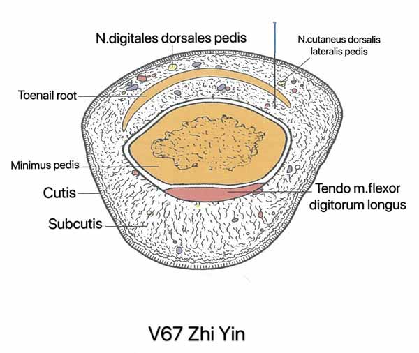 punto vejiga 67